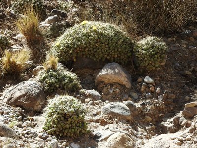 DSCN1563.JPG (253.69 KiB) 13294 mal betrachtet Cumulopuntia boliviana RB3142 - RP307, nördl. Abra El Infiernillo, Tucuman 2910m