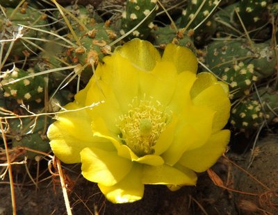 DSCN1565.JPG (144.24 KiB) 12732 mal betrachtet Cumulopuntia boliviana RB3142 - RP307, nördl. Abra El Infiernillo, Tucuman 2910m