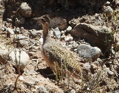DSCN1567.JPG (206.19 KiB) 12732 mal betrachtet Andensteißhuhn - Nothoprocta pentlandii