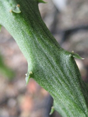 Ceropegia stapeliformis, 03/08