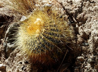 DSCN1572.JPG (277.19 KiB) 12732 mal betrachtet Lobivia formosa amaichensis RB3143 - RP307, nördl. Abra El Infiernillo, Tucuman 2910m