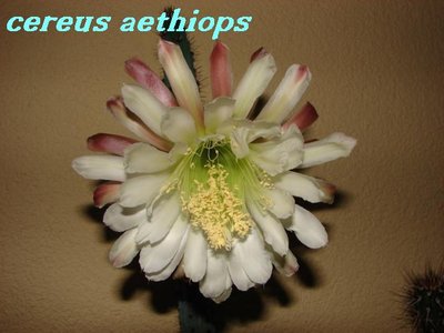 cereus aethiops 164.JPG