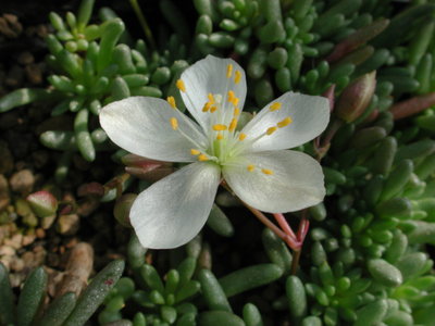 Talinum_sediforme_weiss.jpg (712.05 KiB) 17030 mal betrachtet Talinum sediforme