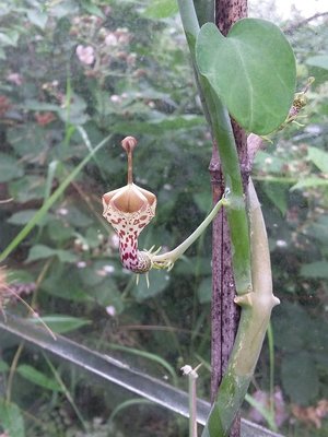 Ceropegia haygarthii