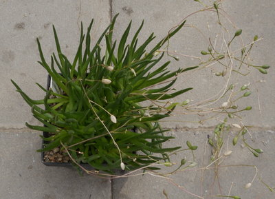 Talinum_multiflorum003.jpg (557.83 KiB) 16973 mal betrachtet Talinum multiflorum (?)