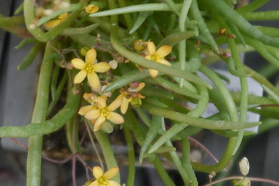 Talinum multiflorum (?)