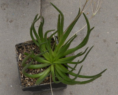 Talinum_napiforme004.jpg (696.7 KiB) 17848 mal betrachtet Talinum napiforme(?)