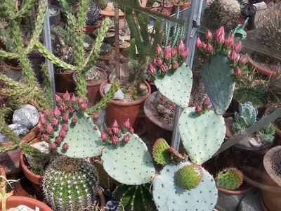 Opuntia azurea Knospen 2016-1