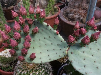 Opuntia azurea 2016-3.jpg (254.28 KiB) 16256 mal betrachtet Opuntia azurea Knospen 2016-2