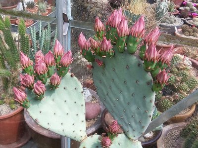 Opuntia azurea 2016-4.jpg (281.91 KiB) 16256 mal betrachtet Opuntia azurea Knospen 2016-3