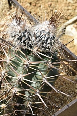 DSC_7297a.jpg