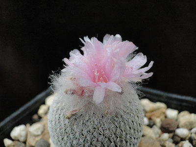 Epithelantha chihuahuensis 2011 Juli09-4.jpg