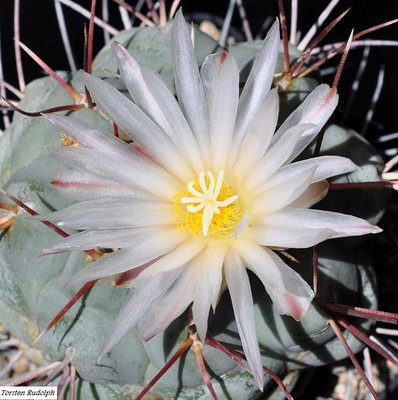 thelocactus.JPG