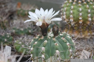 G.castellanosii ssp bozsingianum BKS 76_klein.jpg