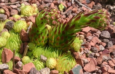 DSC_5807.JPG (192.2 KiB) 11347 mal betrachtet Jovibarba ist auch dabei