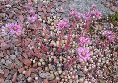 DSC_5808.JPG (228.53 KiB) 11347 mal betrachtet einige blühen auch schon