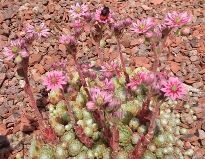 DSC_5809.JPG (248.34 KiB) 11347 mal betrachtet mit Bestäuber ;)