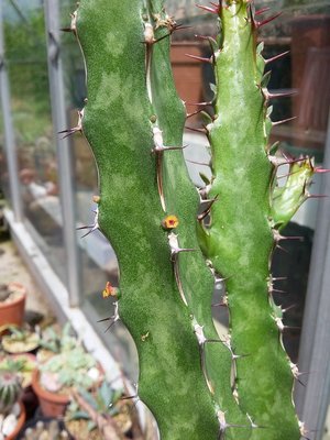 Euphorbia quadrilatera