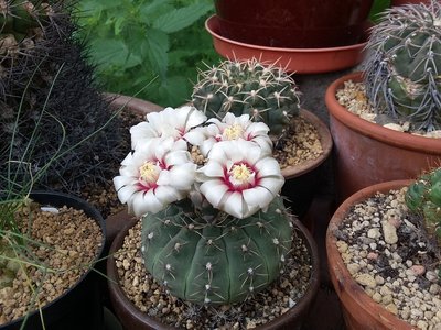 Gymnocalycium occultum 2016-1.jpg (265.57 KiB) 18140 mal betrachtet Gymnocalycium occultum 2016-1