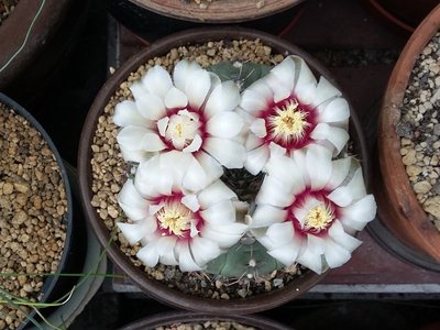 Gymnocalycium occultum 2016-2.jpg (204.22 KiB) 18140 mal betrachtet Gymnocalycium occultum 2016-2