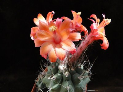 Matucana paucicostata aff. 2011 Juno01-1.jpg