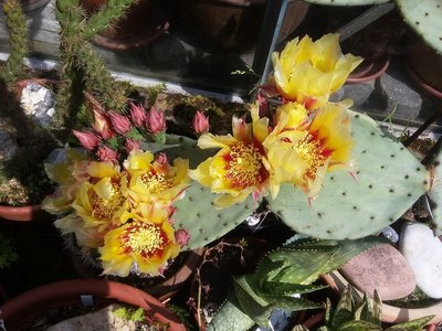 Opuntia azurea Blüten 2016-2