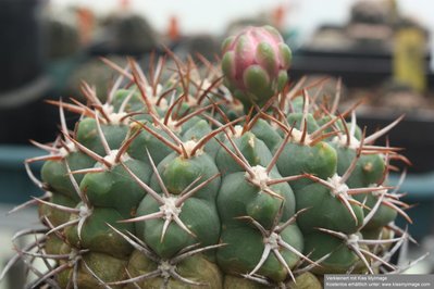 G.carminanthum-Blüte-1_klein.jpg