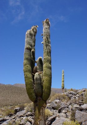 DSC03409.JPG (115.47 KiB) 12659 mal betrachtet Trichocereus pasacana RB3151 - RP307, Amaicha del Valle nach El Infiernillo, Tucuman 2720m