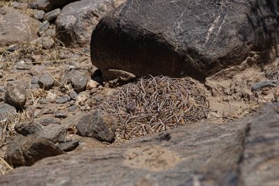 DSC03417.JPG (153.97 KiB) 12659 mal betrachtet Das war unser Erster!