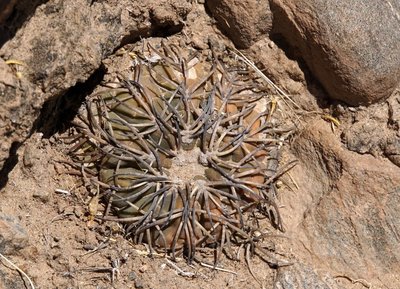 DSC03420.JPG (210.46 KiB) 13230 mal betrachtet Gymnocalycium spegazzinii RB3155 - RP307, südöstl. Amaicha del Valle, Tucuman 2520m