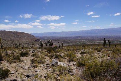 DSC03421.JPG (136.92 KiB) 12659 mal betrachtet Standort G.spegazzinii