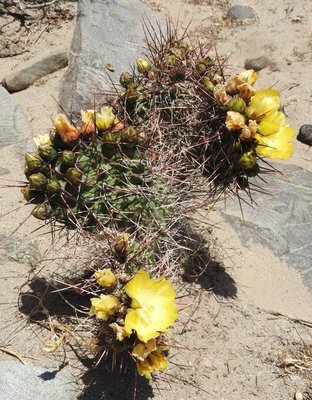 DSCN1615.JPG (196.88 KiB) 13230 mal betrachtet Opuntia sulphurea RB3152 - RP307, Amaicha del Valle nach El Infiernillo, Tucuman 2720m