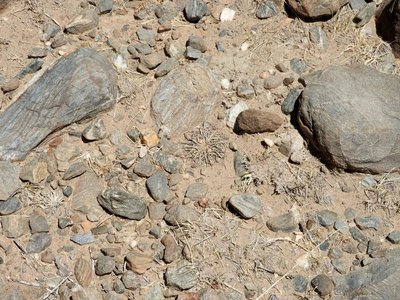 DSCN1628.JPG (203.08 KiB) 12659 mal betrachtet Gut getarnt zwischen abgesorbenen Gräsern