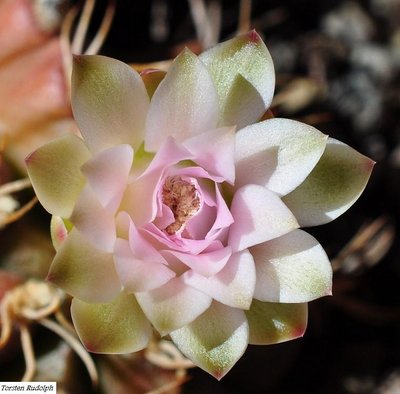 Gymno (3).JPG