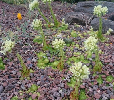 DSC_6110.JPG (300.32 KiB) 11345 mal betrachtet Überblick