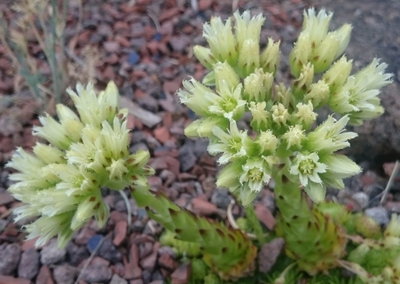 DSC_6113.JPG (148.52 KiB) 11345 mal betrachtet Blüten