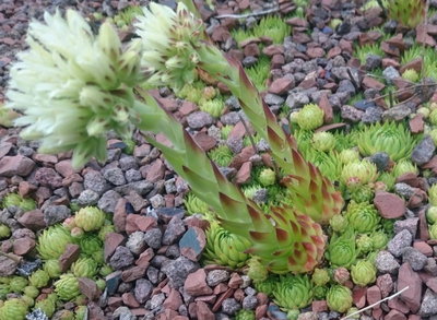 DSC_6116.JPG (214.08 KiB) 11345 mal betrachtet Tochterrosetten