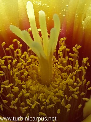 20160710_142410.jpg (329.8 KiB) 12097 mal betrachtet Echinocactus parryi