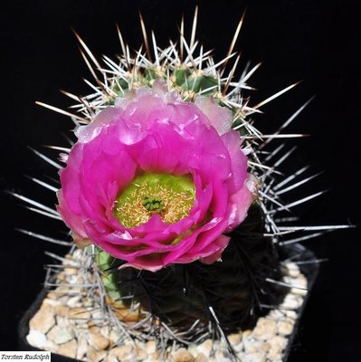 fasciculatus aus Saguaro National Park