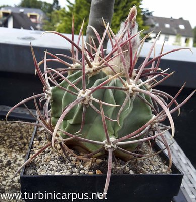 20160712_193346.jpg (420.44 KiB) 12079 mal betrachtet Echinocactus parryi