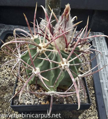 20160712_193355.jpg (575.15 KiB) 12079 mal betrachtet Echinocactus parryi