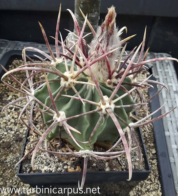 Echinocactus parryi