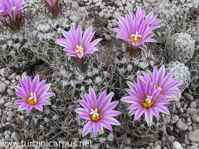 Turbinicarpus pseudomacrochele<br />ssp. lausseri<br />Sierra del Doctor QUER.