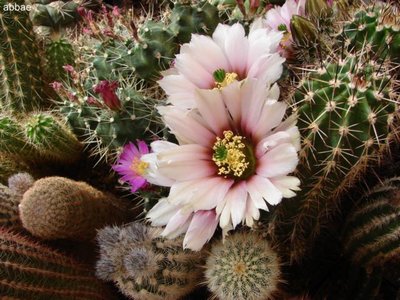 DSC06754.JPG (71.33 KiB) 10480 mal betrachtet typische Blüte von abbea