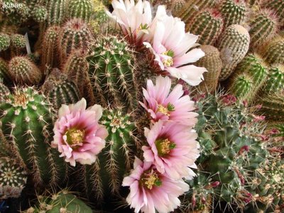 DSC06758.JPG (83.49 KiB) 10331 mal betrachtet reich blühend und doch Farbunterschiede