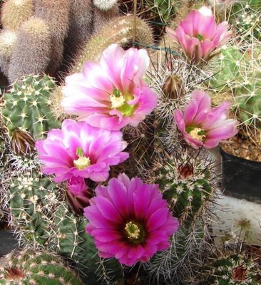 DSC06722.JPG (73.19 KiB) 10331 mal betrachtet Die hinteren Blüten die farblich sehr zu fasciculatus tendieren. Die vordere Blüte ist aber Ec. fendleri ssp. rectispinus