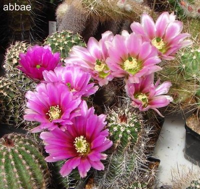 DSC06752.JPG (69.66 KiB) 10331 mal betrachtet Immer wieder schön