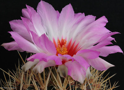 Thelocactus_bicolor_ssp._schwarzii_[Detail].JPG