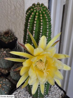 trichocereus-hybride 073.JPG