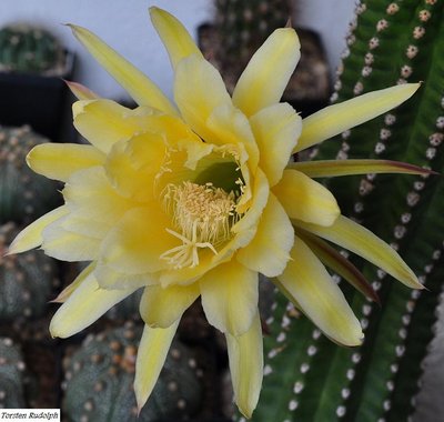 trichocereus-hybride 069.JPG